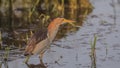 Male Little Bittern in Marsh Royalty Free Stock Photo