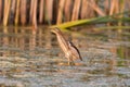 Male Little bittern, Ixobrychus minutus, in the wild Royalty Free Stock Photo