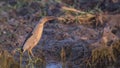 Male Little Bittern in Marsh Royalty Free Stock Photo