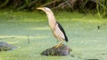 A male little bittern stands on a submerged tire in a swamp Royalty Free Stock Photo