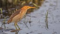 Male Little Bittern in Swamp Royalty Free Stock Photo