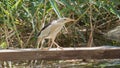 A male little bittern walks along a clutch above a pond Royalty Free Stock Photo