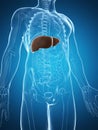 Male liver