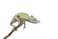 Male Lizard Antimena chameleon isolated on white background