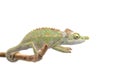 Male Lizard Antimena chameleon isolated on white background