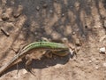 Lizard copulation during mating