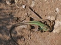 Lizard copulation during mating