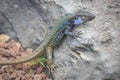 Male lizard on hot stones on Tenerife