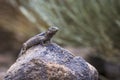 Male lizard on hot stones on Tenerife