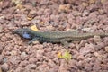 Male lizard on hot stones on Tenerife