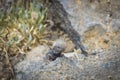 Male lizard on hot stones on Tenerife