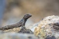 Male lizard on hot stones on Tenerife