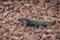 Male lizard on hot stones on Tenerife