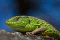 Male lizard in a mating season on a tree covered with moss and lichen. Reptile shot close-up.Nimble green lizard