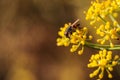 male locust blowfly Stomorhina lunata, on fennel, Malta, Mediterranean Royalty Free Stock Photo