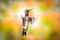 A Long-billed Starthroat hummingbird looking for a hug Royalty Free Stock Photo