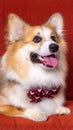 a male long hair pembroke welsh corgi dog photoshoot studio pet photography with concept red chair sofa and glitter pink Royalty Free Stock Photo