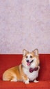 a male long hair pembroke welsh corgi dog photoshoot studio pet photography with concept red chair sofa and glitter pink Royalty Free Stock Photo