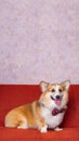 a male long hair pembroke welsh corgi dog photoshoot studio pet photography with concept red chair sofa and glitter pink Royalty Free Stock Photo