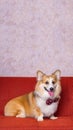 a male long hair pembroke welsh corgi dog photoshoot studio pet photography with concept red chair sofa and glitter pink Royalty Free Stock Photo