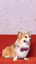 a male long hair pembroke welsh corgi dog photoshoot studio pet photography with concept red chair sofa and glitter pink Royalty Free Stock Photo