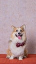 a male long hair pembroke welsh corgi dog photoshoot studio pet photography with concept red chair sofa and glitter pink Royalty Free Stock Photo