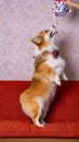 a male long hair pembroke welsh corgi dog photoshoot studio pet photography with concept red chair sofa and glitter pink Royalty Free Stock Photo