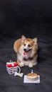 a male long hair pembroke welsh corgi dog photoshoot studio pet photography with concept red chair sofa and glitter pink Royalty Free Stock Photo