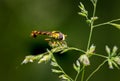 A male long hoverfly resting on grass