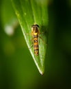 A male long hoverfly resting on a green leaf