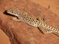 Male long-nosed leopard lizard