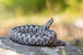 Male of Long-nosed viper Vipera ammodytes in Croatia
