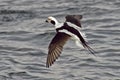 Male Long-tailed Duck, Clangula hyemalis, landing on water