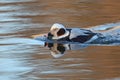Male Long-tailed Duck (Clangula hyemalis) in Winter Plumage