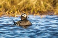 Male Long Tailed Duck