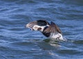 Male Long-tailed Duck or Oldsquaw Clangula hyemalis}