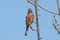 Male Long-tailed Rosefinch on the branch of plum tree Royalty Free Stock Photo