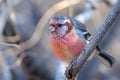 Long-tailed Rosefinch