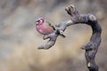 Long-tailed Rosefinch