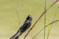 Male Long-tailed Widowbird, Euplectes progne, in breeding colours Royalty Free Stock Photo