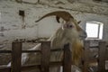 A male longhorn bearded goat at the local farm Royalty Free Stock Photo