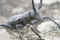 Male of longhorn beetle, Morinus asper