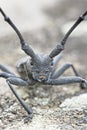 Male of longhorn beetle, Morinus asper