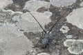 Male of longhorn beetle, Morinus asper