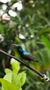 a male loten\'s long billed and maroon breasted purple sunbird