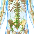 Male Lymphatic system with skeleton Royalty Free Stock Photo