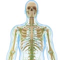 Male Lymphatic system with skeleton Royalty Free Stock Photo
