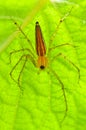 Male lynx spider Royalty Free Stock Photo