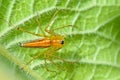 Male lynx spider Royalty Free Stock Photo