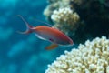 Male Lyretail Anthias in Red Sea Royalty Free Stock Photo